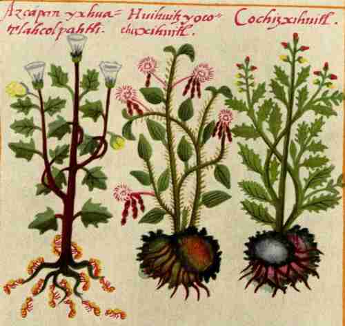 Cruz badiano codex