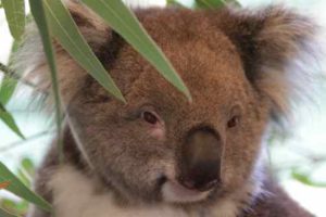 eukaliptus koala