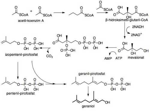 geraniol