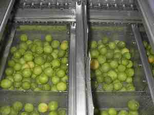 polycitrus extractor