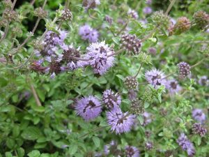 Izvor: Gardenology.org
