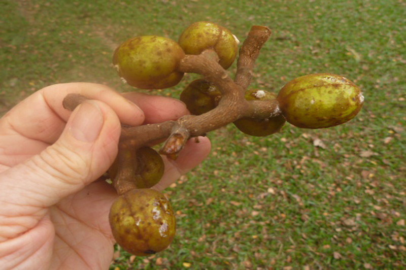 Photo by International Institute of Tropical Agriculture