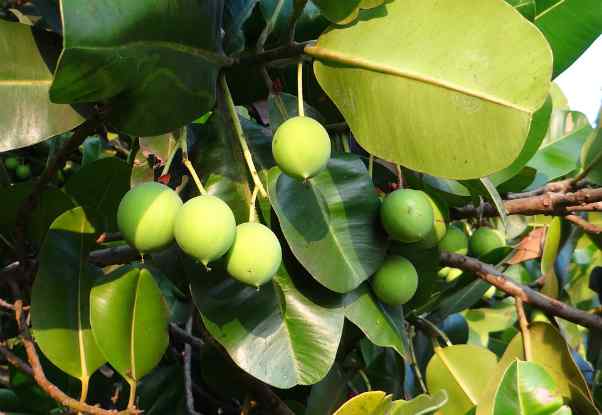 kalofil tamanu