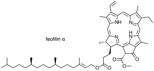 klorofil feofitin