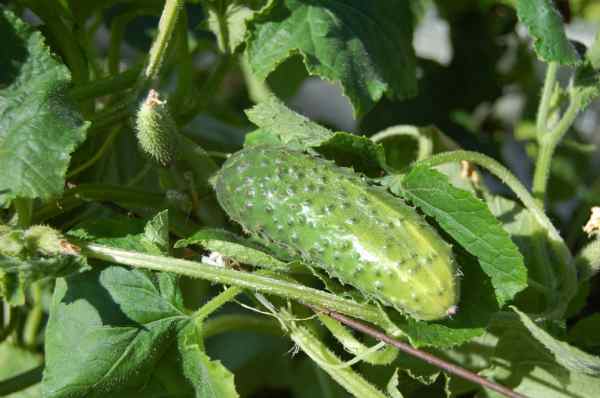 krastavac