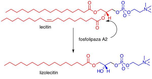 lizolecitin