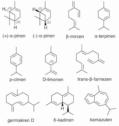 metaboliti pinena