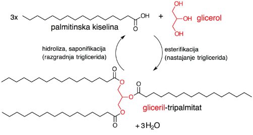 nastajanje tipičnog triglicerida