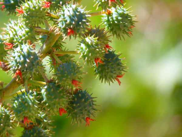 ricinus