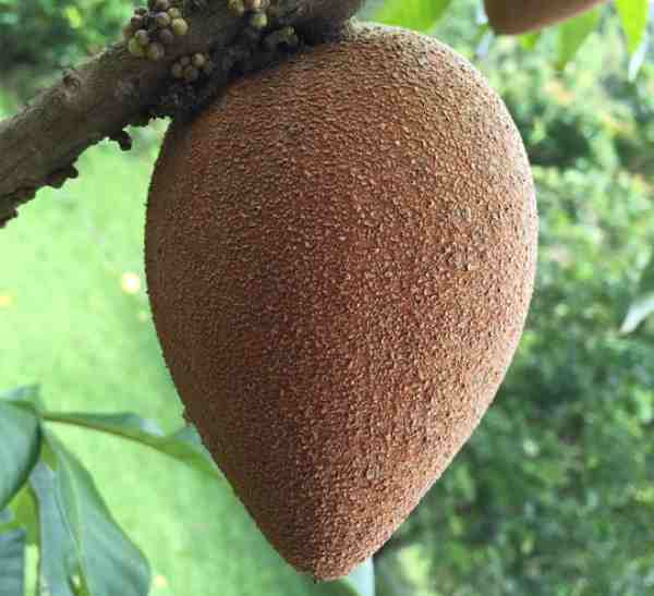 sapote