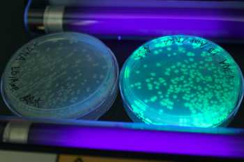<a href="https://commons.wikimedia.org/wiki/File:Transformed_E.coli_using_green_fluorescent_protein_1.jpg">DanceWithNyanko</a>, <a href="https://creativecommons.org/licenses/by-sa/4.0">CC BY-SA 4.0</a>, via Wikimedia Commons <a href="https://commons.wikimedia.org/wiki/File:Transformed_E.coli_using_green_fluorescent_protein_1.jpg">DanceWithNyanko</a>, <a href="https://creativecommons.org/licenses/by-sa/4.0">CC BY-SA 4.0</a>, via Wikimedia Commons
