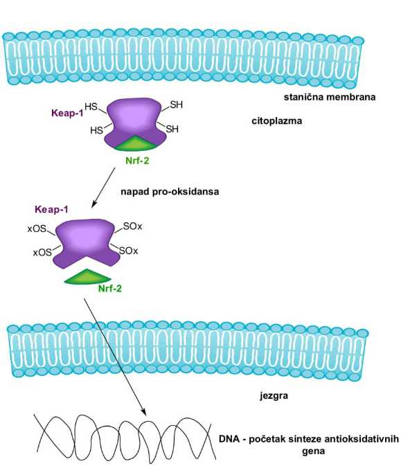 Nrf2