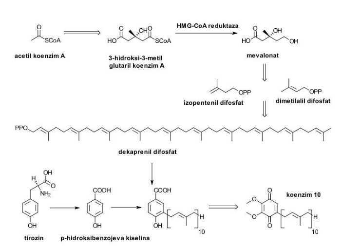 Q10 biosinteza