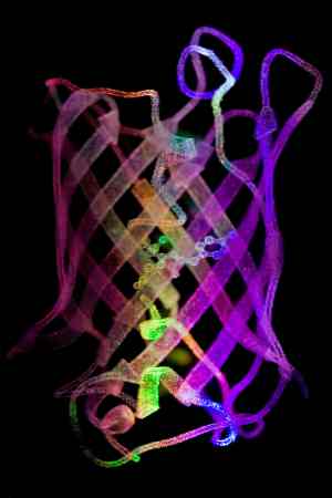 <a href="https://commons.wikimedia.org/wiki/File:GFP_(Green_Fluorescent_Protein)_model_(4322934668).jpg">Umberto Salvagnin from Italy</a>, <a href="https://creativecommons.org/licenses/by/2.0">CC BY 2.0</a>, via Wikimedia Commons <a href="https://commons.wikimedia.org/wiki/File:GFP_(Green_Fluorescent_Protein)_model_(4322934668).jpg">Umberto Salvagnin from Italy</a>, <a href="https://creativecommons.org/licenses/by/2.0">CC BY 2.0</a>, via Wikimedia Commons