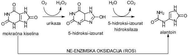 urat-antioksidans