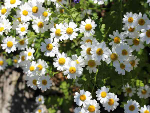 Tanacetum parthenium povratić