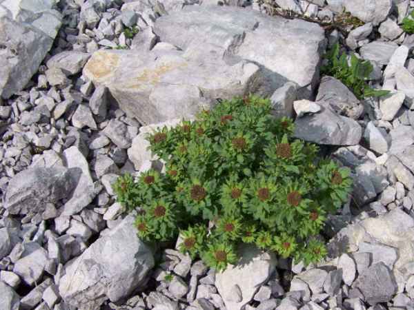 Rhodiola
