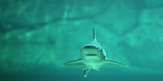Image by KarloKolumno from Pixabay